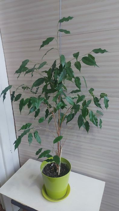 Комнатные растения, фикус