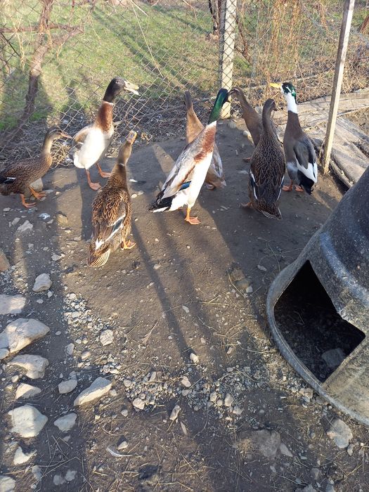 Rațe smarald și cocosi rasa pita pinta