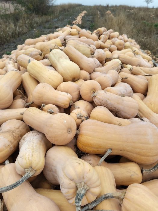 Dovleci plăcintari Matilda f1