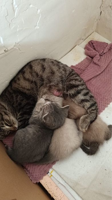 Отдам Кошку и котят