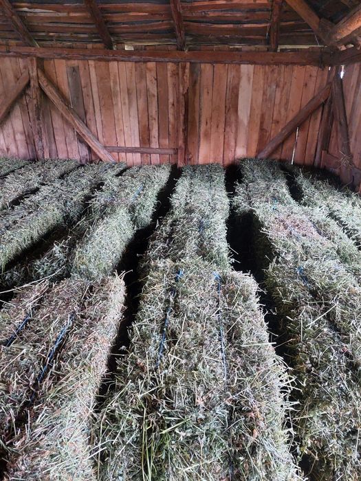 Porumb , grau , baloti fan , baloti lucerna 1