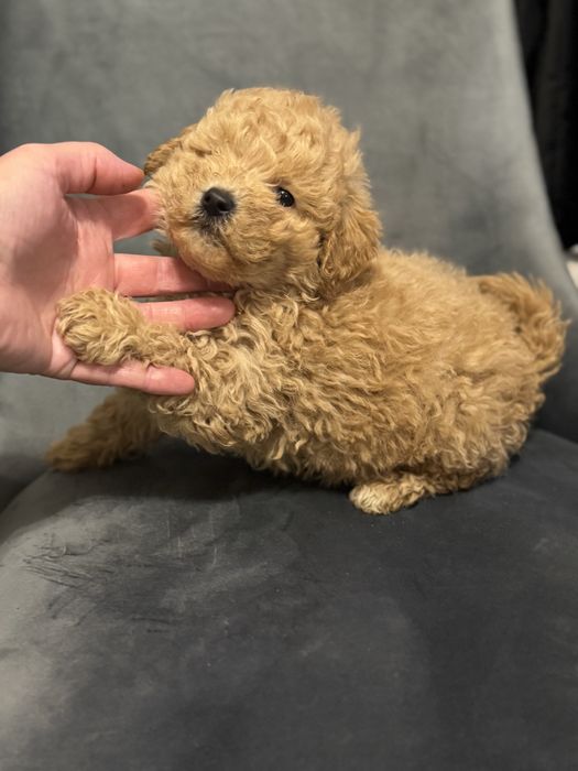 catelus  maltipoo