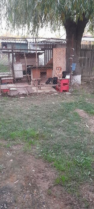 Donez cățeluși  de vârstă  3 luni rasa comuna ,talie medie