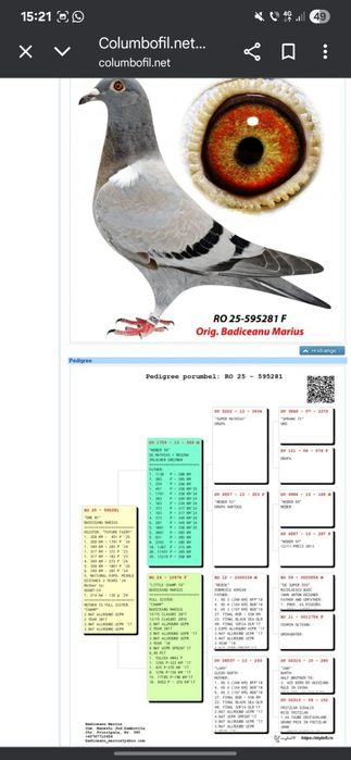 Vand Ceas Benzing G2 complet + zburati si de matca cu pedigree
