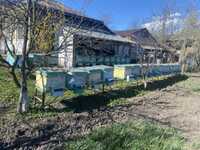 Vand 15-20 familii albine  (cu lazi, optional).