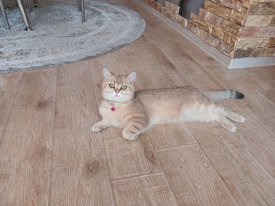 золотая шиншилла