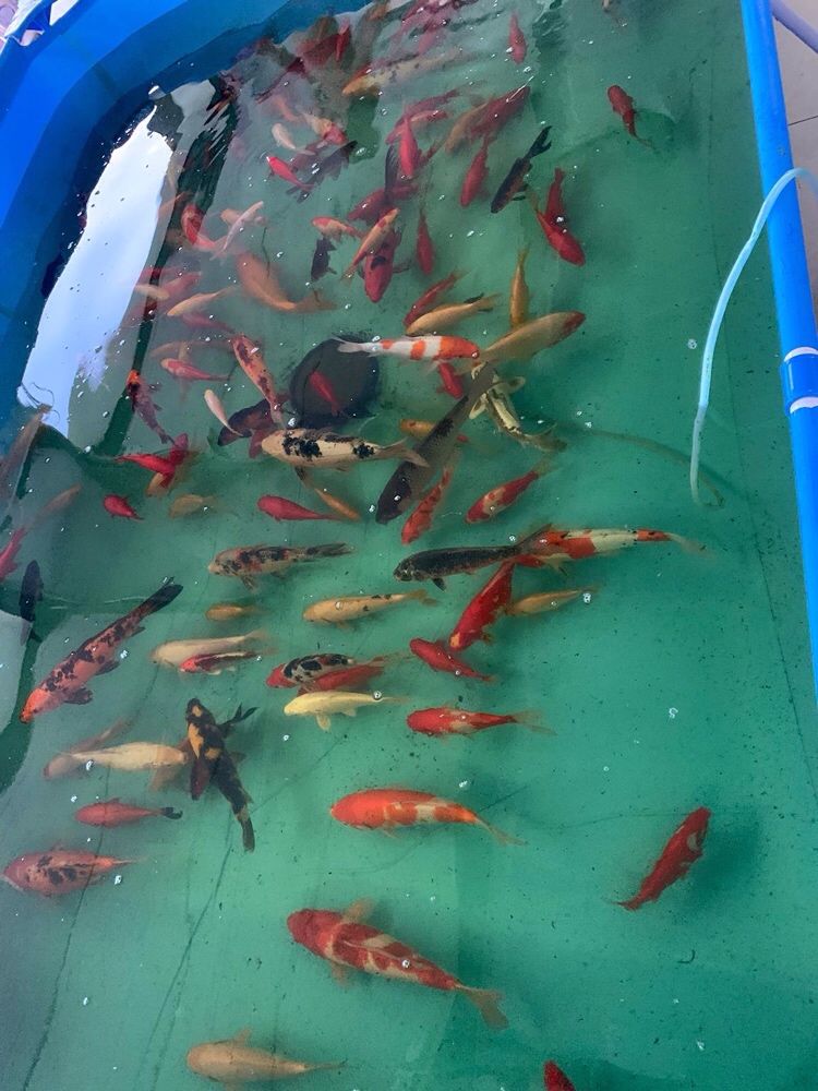 Crap Koi 15-50cm