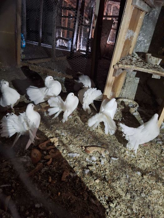 Vand porumbei voiajori/voltati albi