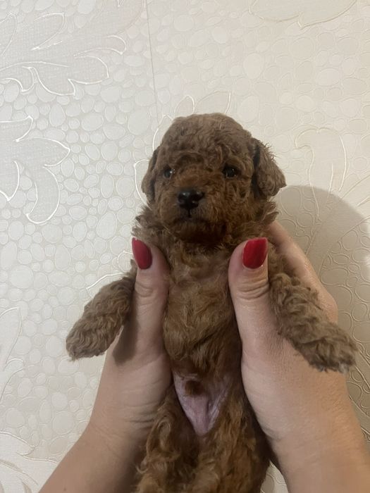 Той пудел  момче