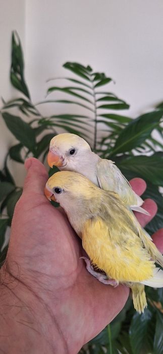 Vând agapornis blânzi