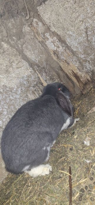 Femela si mascul berbec german