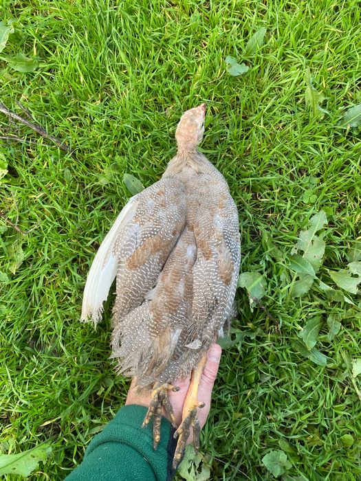 Токачки на 3месеца