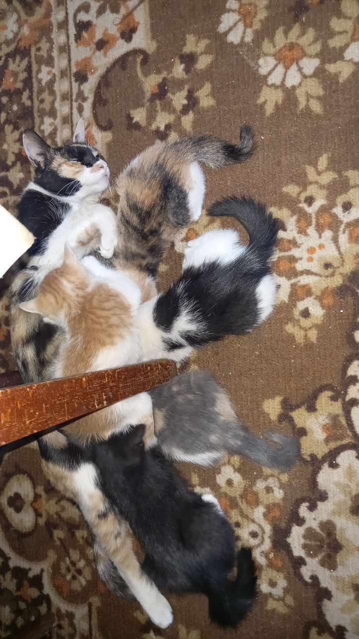 Отдам котят в хорошие добрые руки