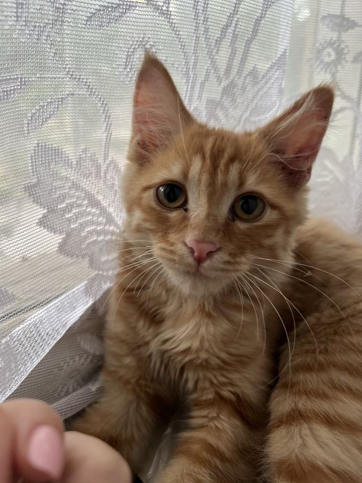 Рыжий котёнок 5 месяцев
