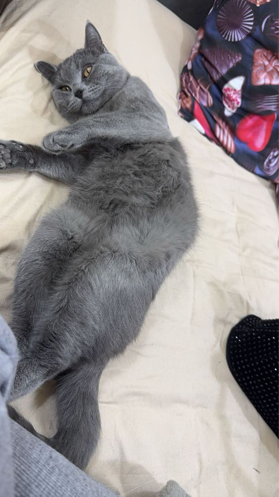 Кошки mushuk o’g’il bollla