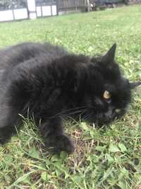 Pisica persana neagra