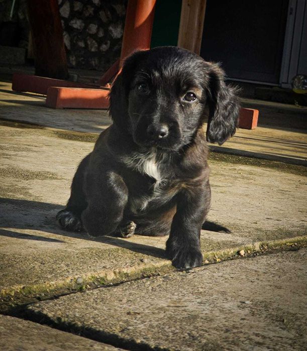 Pui Metis Cocker Spaniel - 3 fetițe (Adopție)