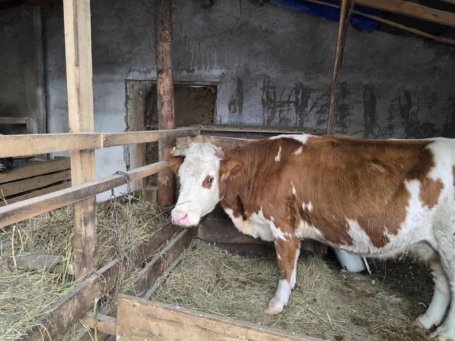 Продам корову и быка