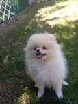 Pomeranian femela crem