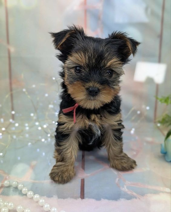 Yorkshire terrier 1300 lei