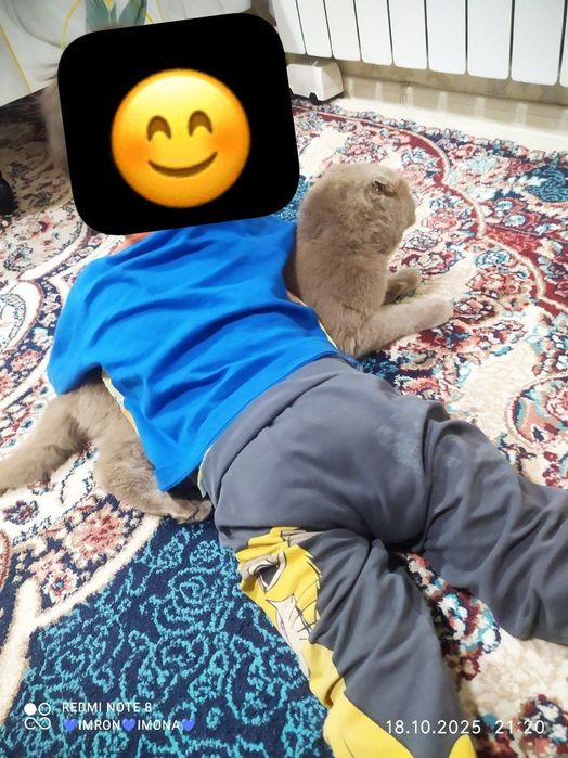 Skotish fold toza qon o'g'il bola liloliy aqilliy latokni 5+ biladi