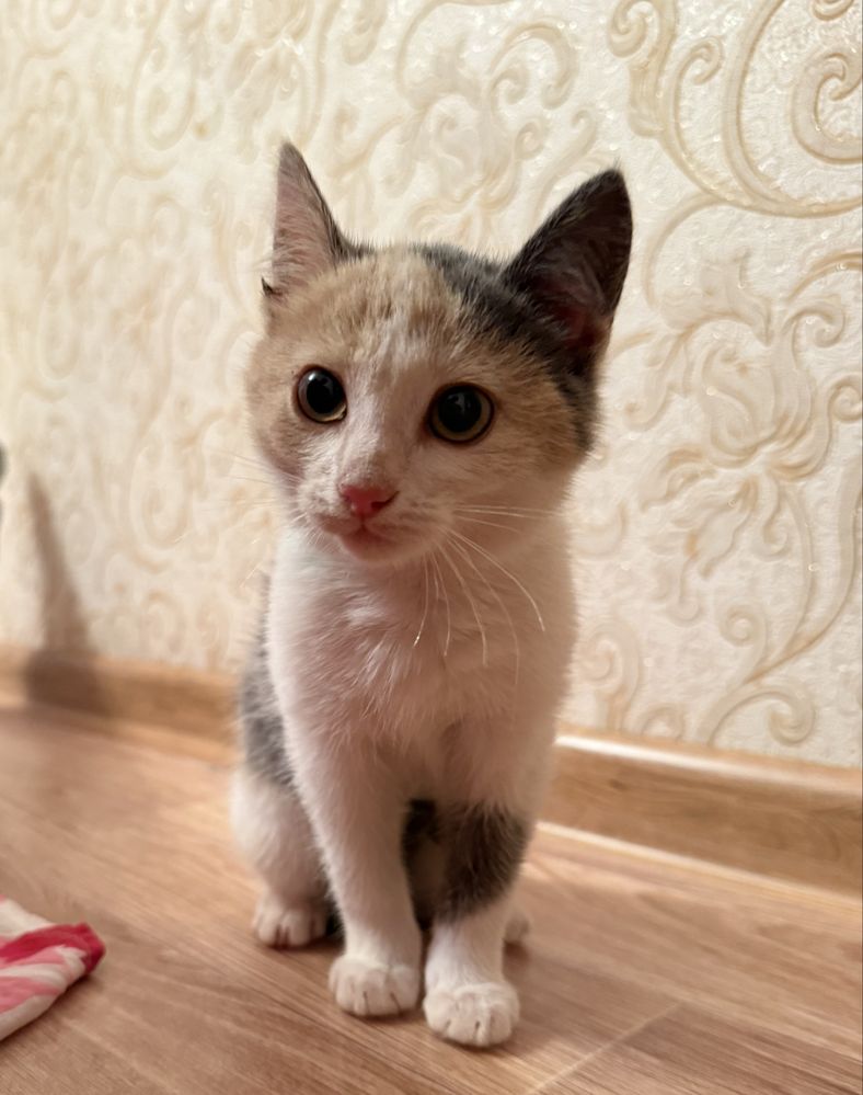 Отдадим котенка