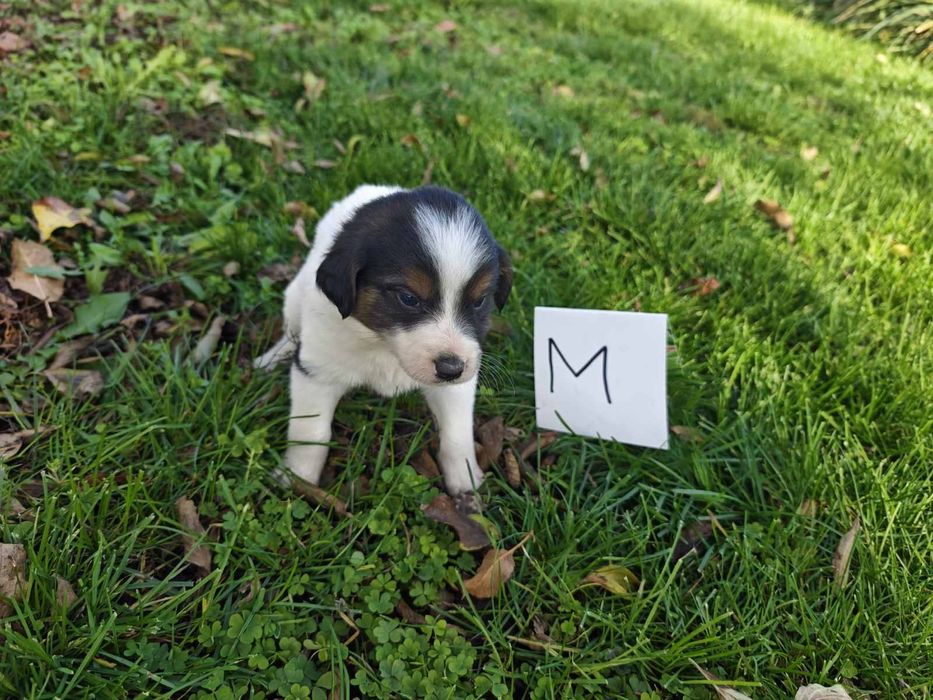 Подаряват се малки кученца