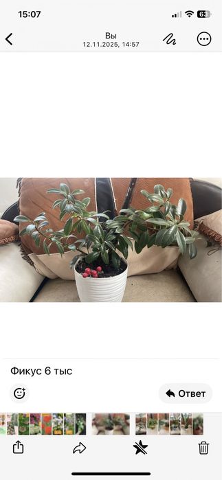 Срочно продам домашние цветы