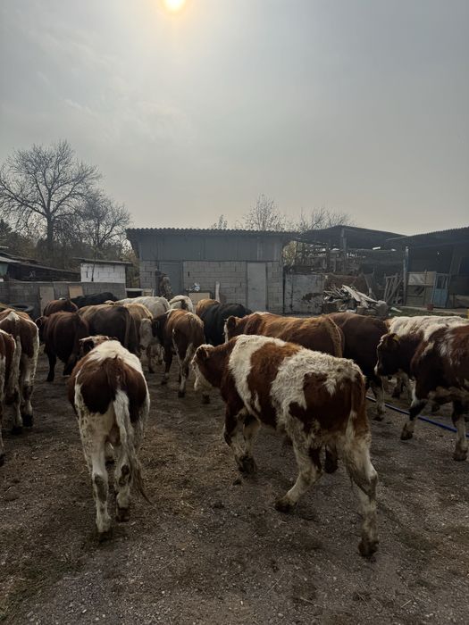 Потсосные бычки.