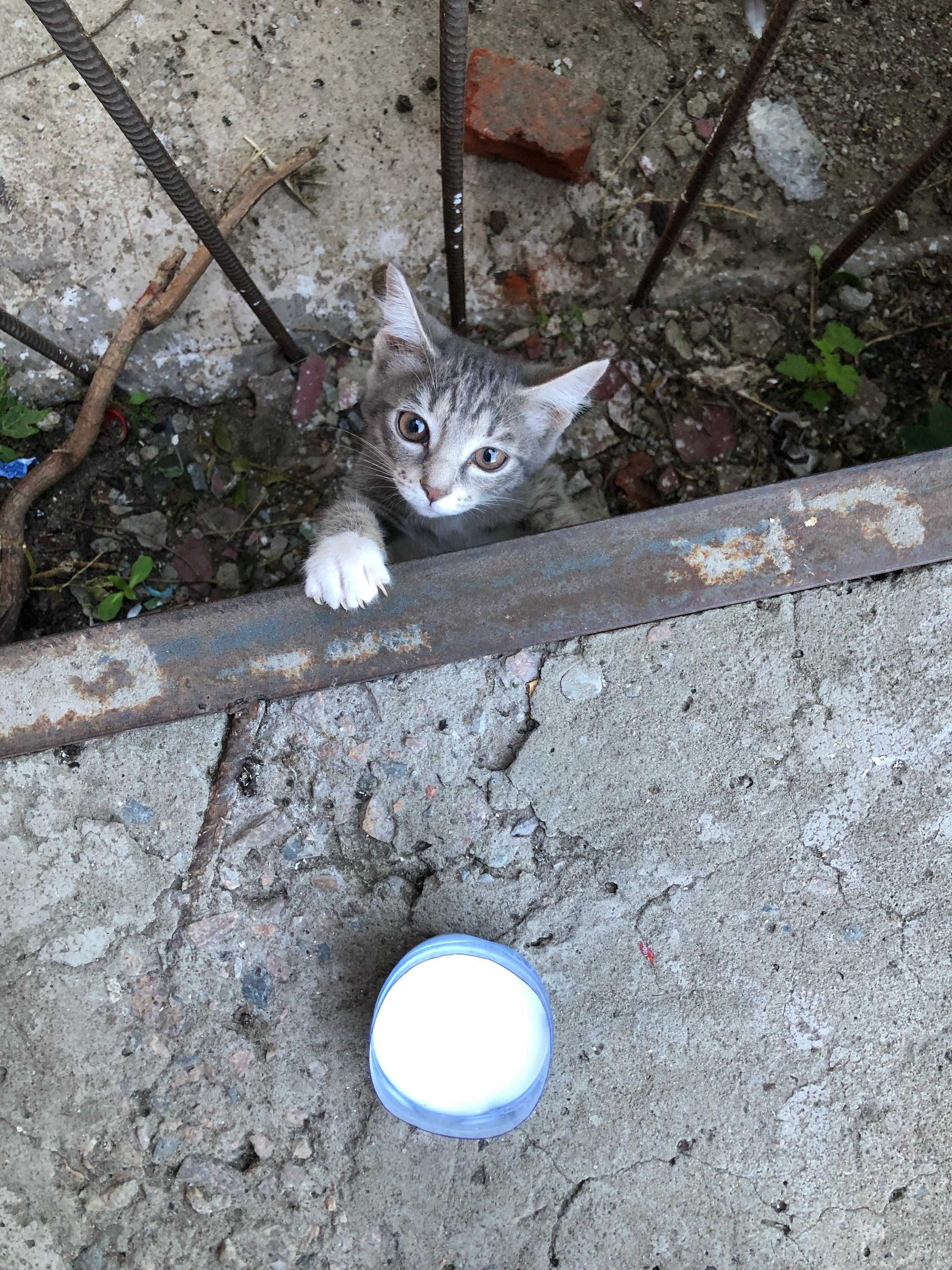 Котенку нужен дом. Срочно!