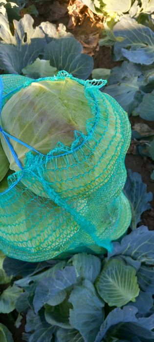 Varza plata pentru murat