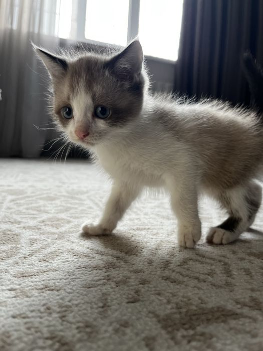 Котенок 2 недели вместе с лотком