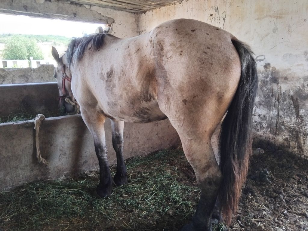 Vând mânzat de 3 ani