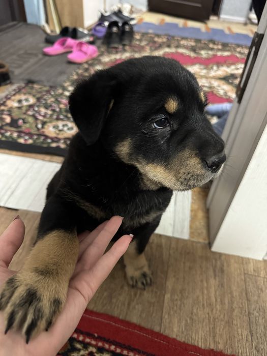 Отдам щенка в хорошие руки!