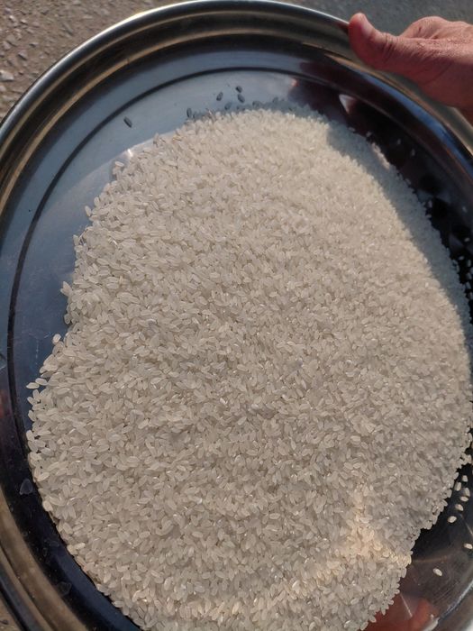 Олий навли хоразм гуручлари