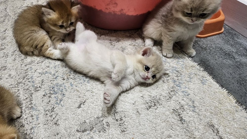 Британская золотая шиншила продаётся