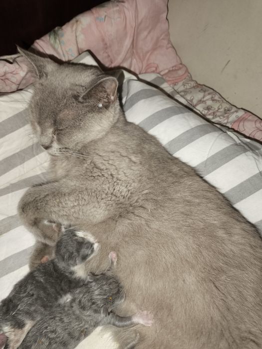 котята за шоколадку