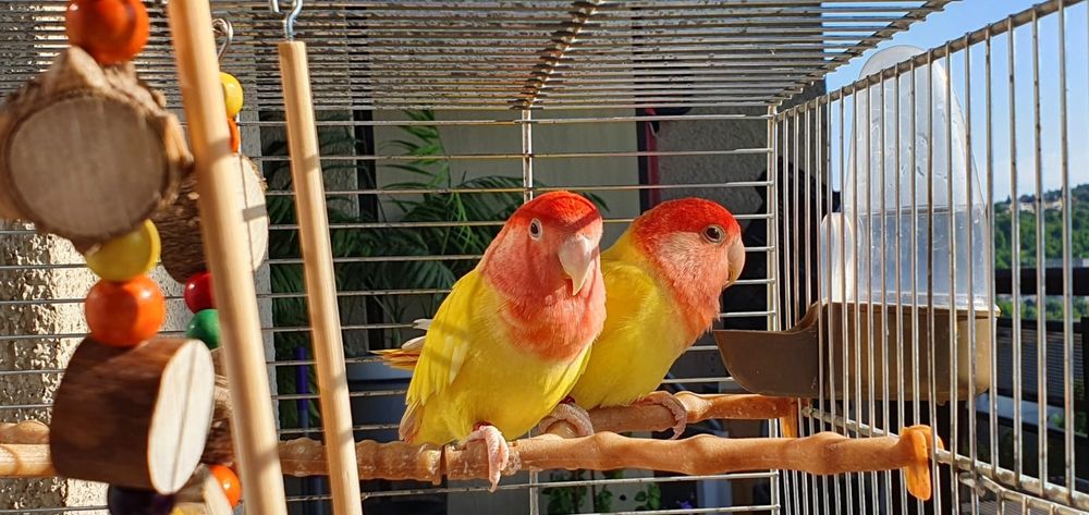 Agapornis pereche