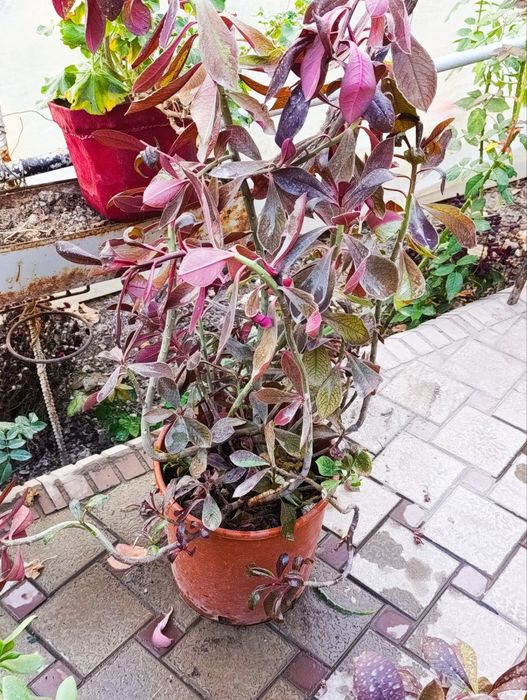 Цветы домашние лечебные