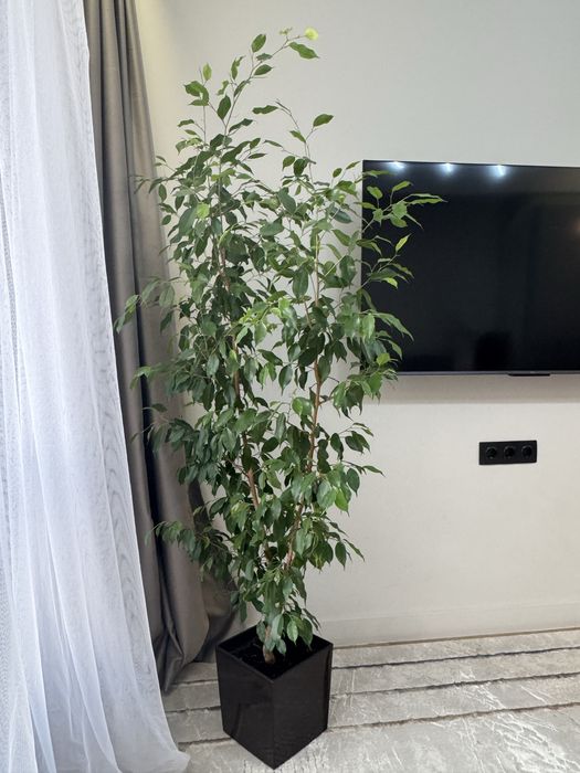 Фикус Бенджамина