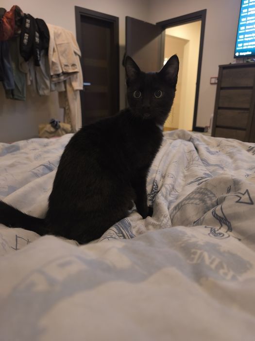 Подарявам малко мъжко котенце