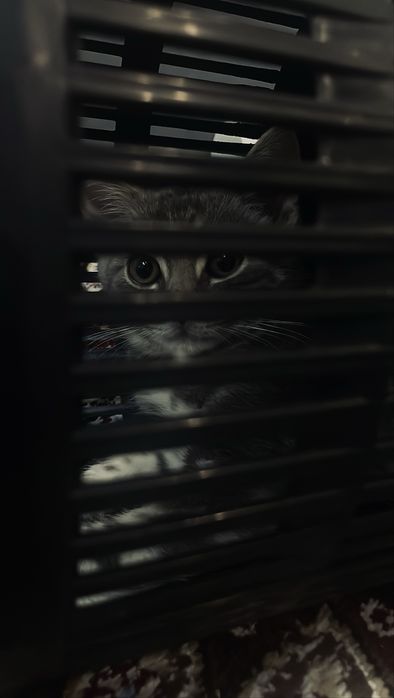 Кошка отдам хороший руке