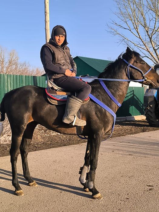 Кокпар жеребцы готовые