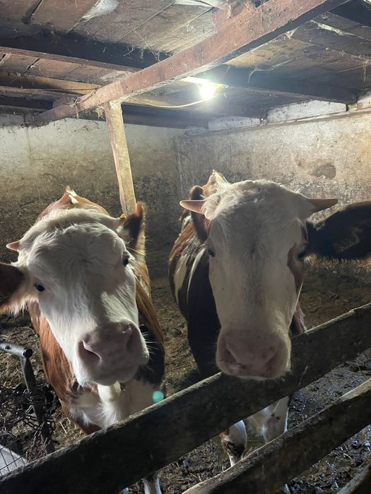 Vând vitei și vitele bălțată romaneasca