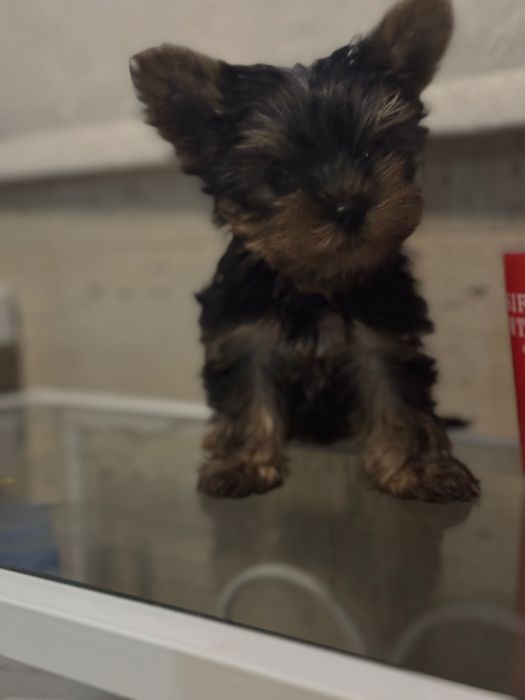 Yorkshire Terrier mini Toy
