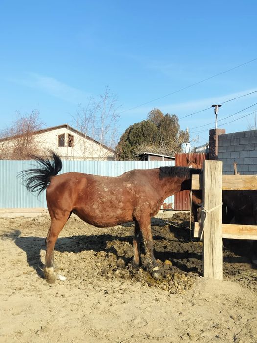 Соғымдыққа семіз бие