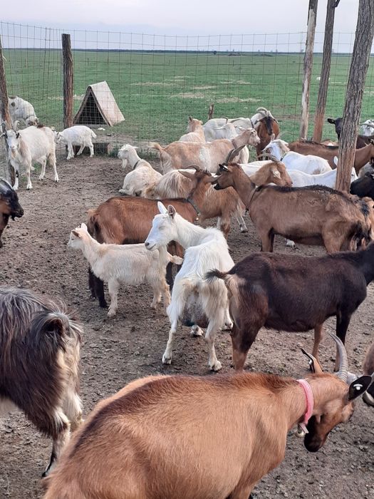 Vând zeru de la brânza de capră 2 lei litru