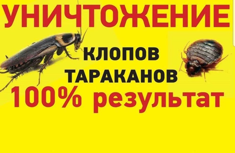 Дезинсекция/дезинфекция. Уничтожение клопов, тараканов, муравьев, блох
