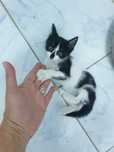 Adoptie pui de pisica constanta