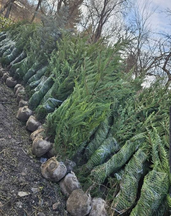 Leylandii 2.5m- 3m calitate premium la cel mai mic preț